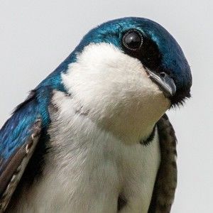 Meet your Posher, Buzz